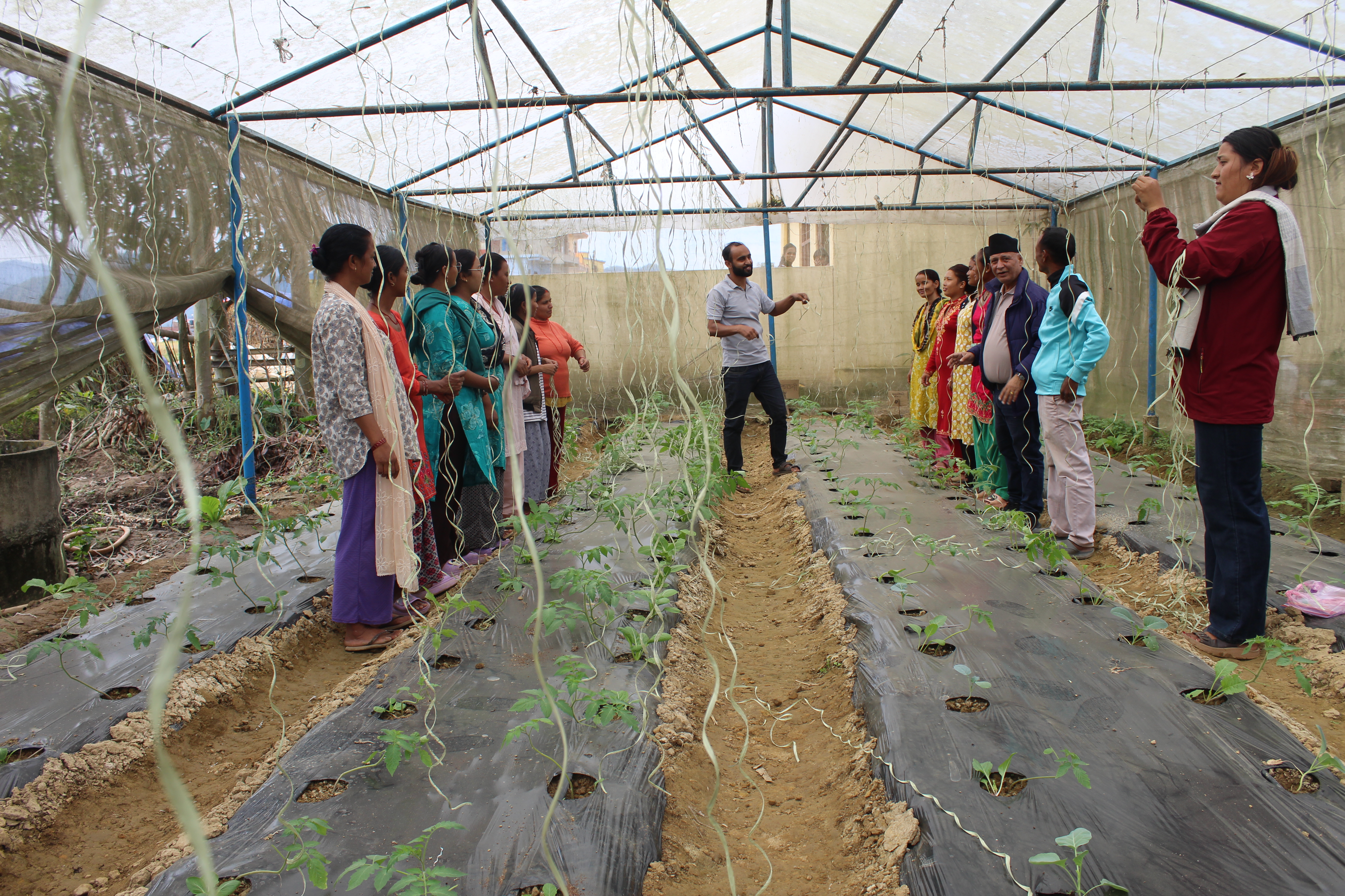 Commercial Vegetable Training participants learning to give staking for tomato plant at Birendranagar -10, Surkhet, 29 August 2025, pic Himraj