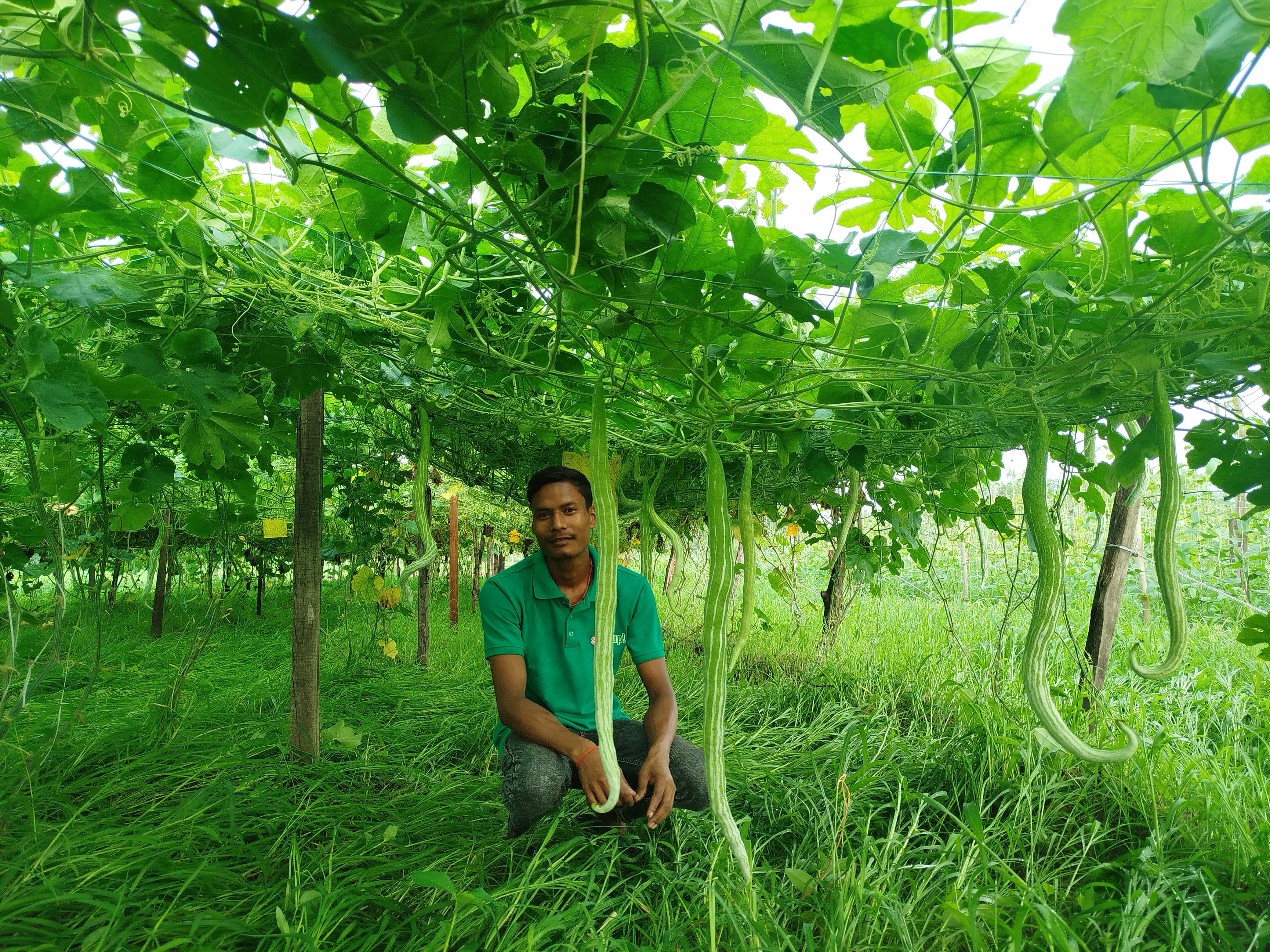 Commercial Vegetable entrepreneur Puran Chaudhary adopting improved agriculture technologies in vegetable farming, at Krishnapur -9, Kanchanpur, Pic Ramkishan
