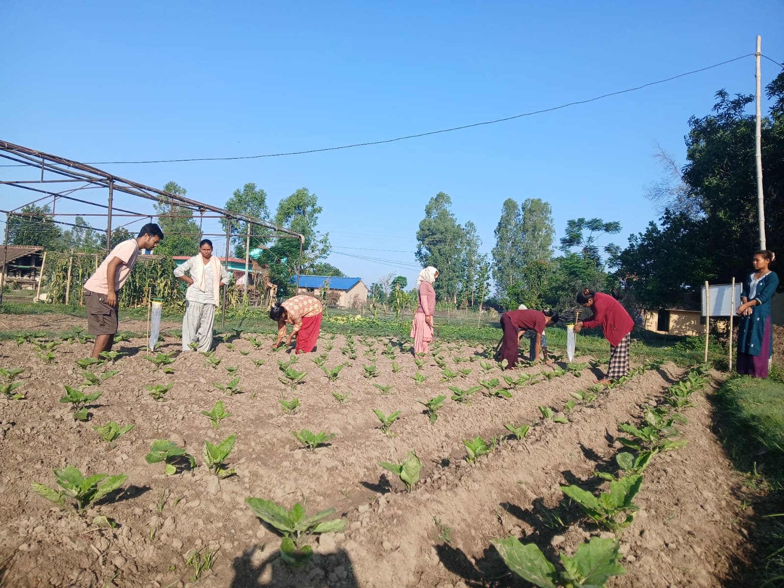 Keeping Leure & trap set in the plant at FFS group Shuklaphanta Municipality, Kanchanpur, June 2025  Pic - Manju Joshi