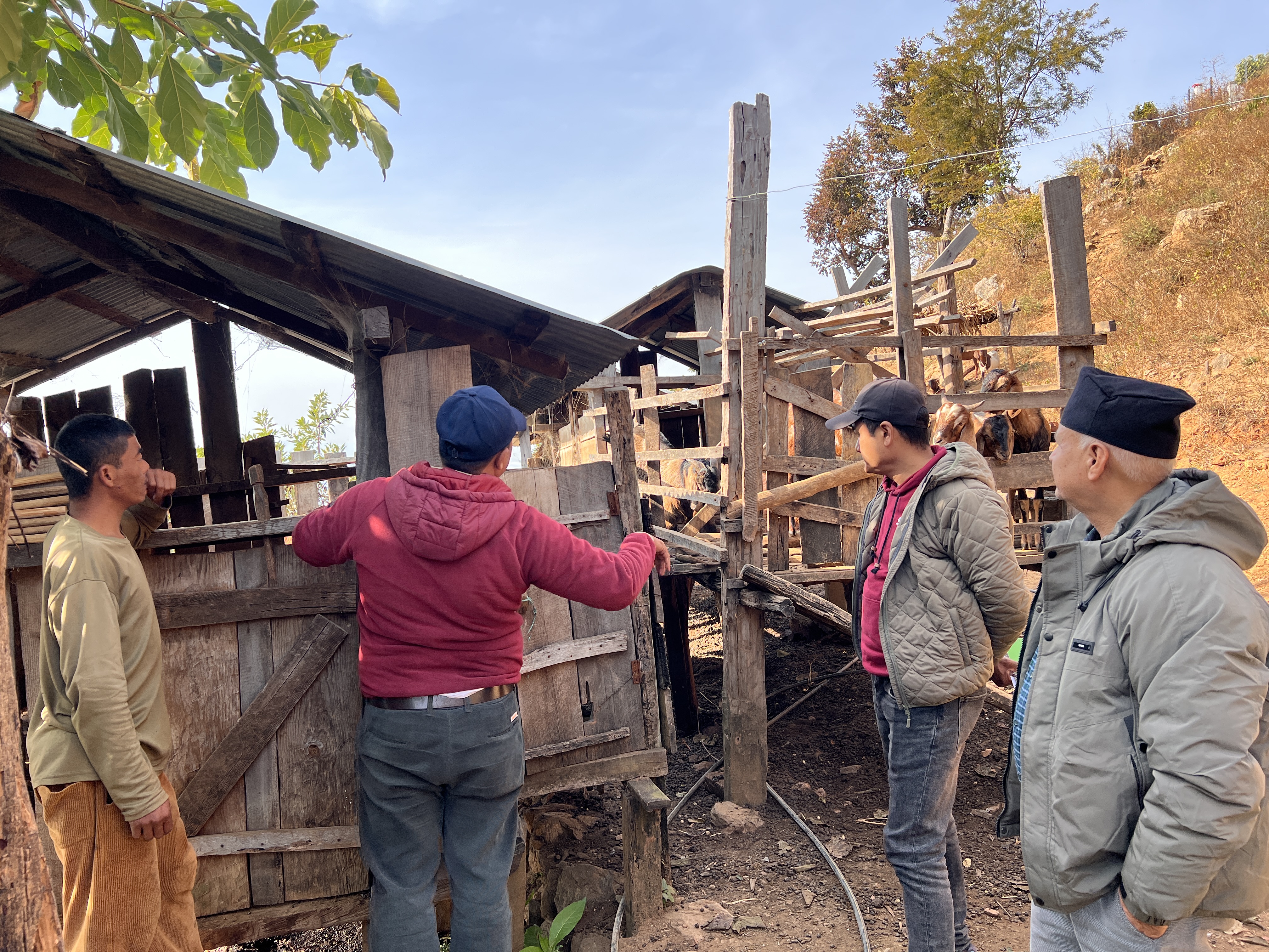 Monitoring and Mentoring recently graduated Goat Farming  Training participants in Barahatal, Surkhet,21 Dec 2025, pic Archana