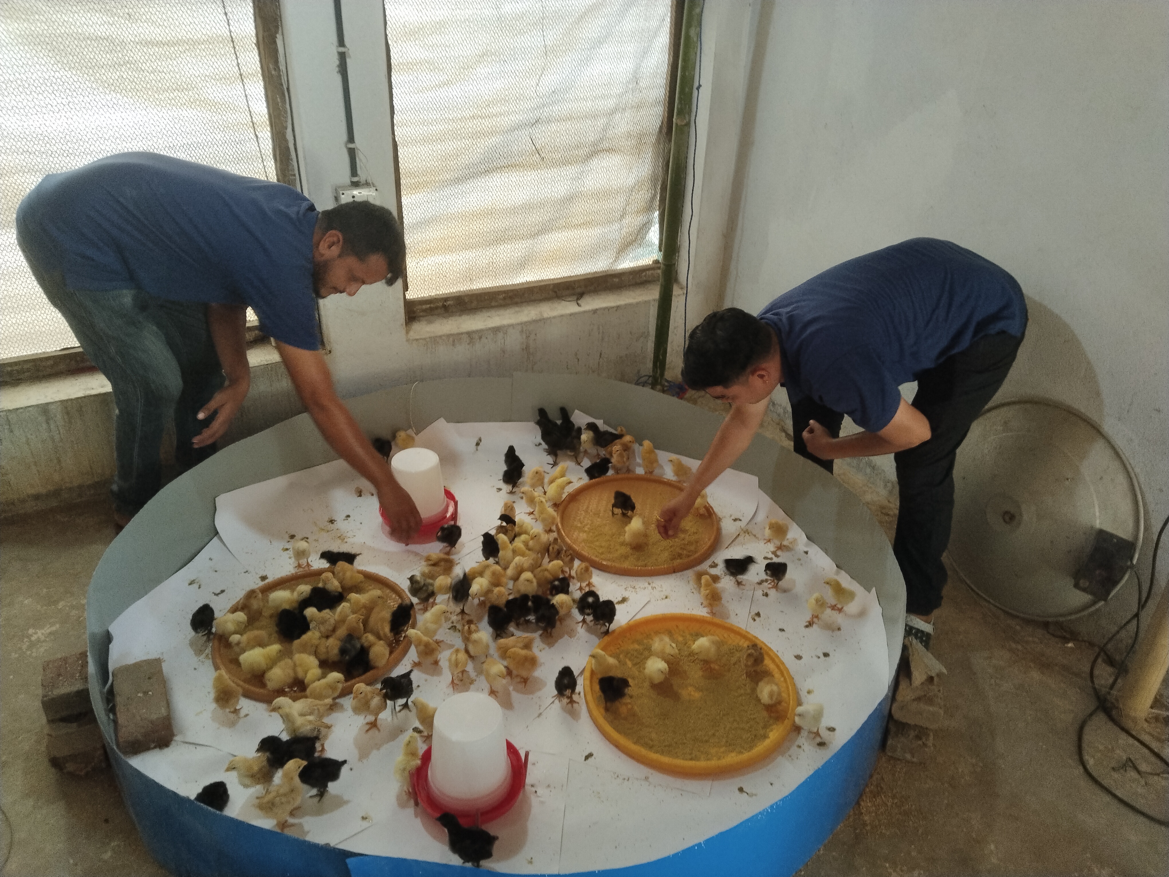 Poultry Farming Training at Shree Krishna Secondary School, Krishnapur, Kanchanpur, July 2025, pic Ramkishan