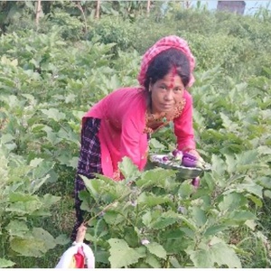 From Traditional Farming to Climate-Smart Leadership: The Success Story of Janaki Chaudhary