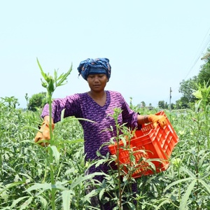 From Struggle to Sustainable Livelihood: The Inspiring Journey of Babli Chaudhary