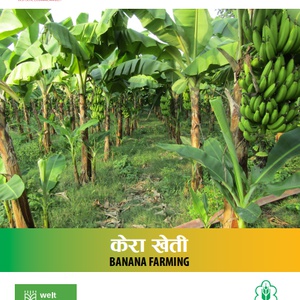 Banana Farming Manual