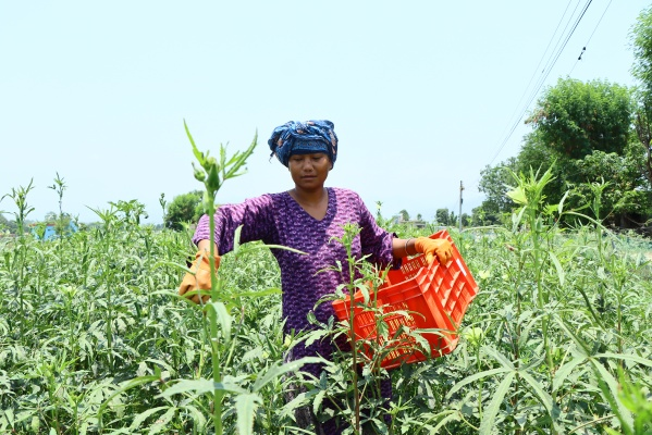 Babli harvesting vegetables