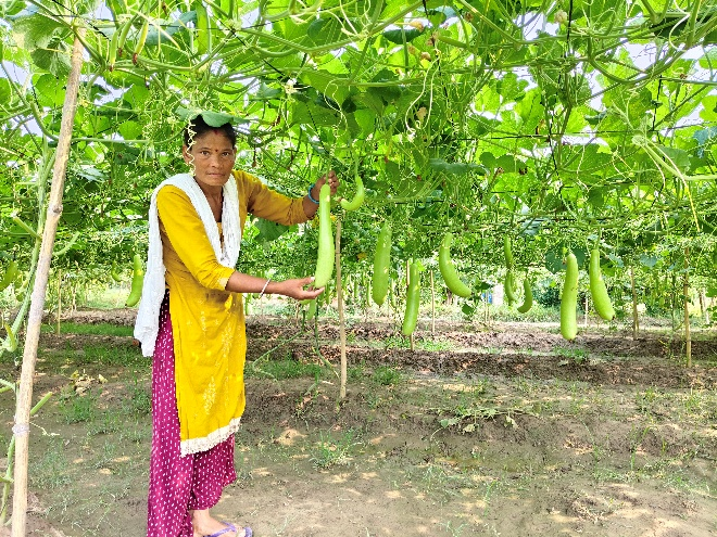 Bhagirathi Rana with her thriving bottle gourd harvest