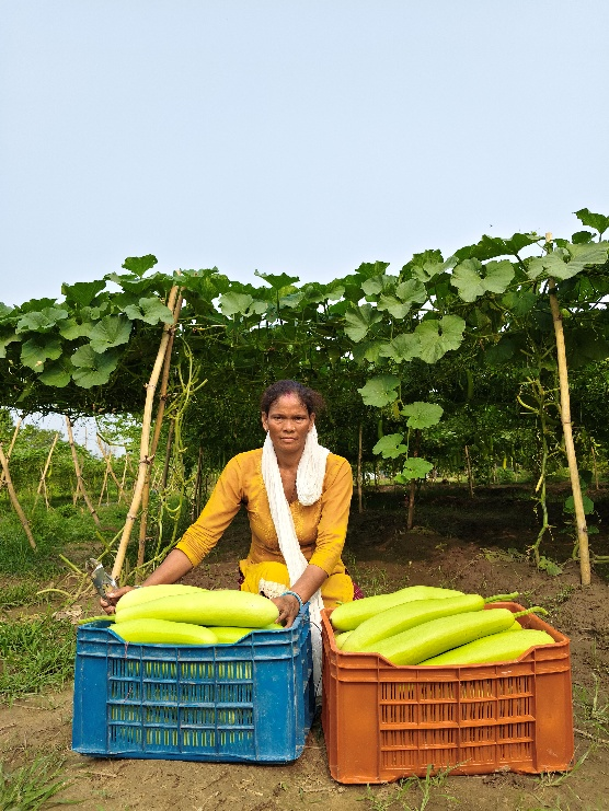 Bhagirathi Rana harvesting success